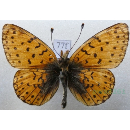 Boloria hegemone (Staudinger, 1881) Russia77f